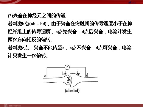 高中生物必修三高效课堂同步课件：2章末整合《动物和人体生命活动的调节》（必修3）第7页