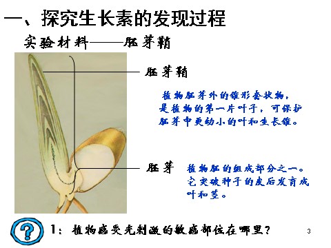 高中生物必修三必修3 稳态与环境3.1植物生长素的发现(24张)第3页