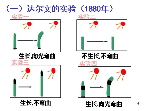 高中生物必修三必修3 稳态与环境3.1植物生长素的发现(24张)第4页