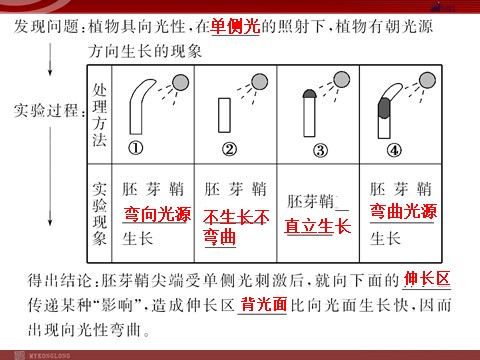 高中生物必修三高效课堂同步课件：3-1植物生长素的发现（必修3）第4页