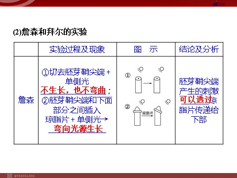 高中生物必修三高效课堂同步课件：3-1植物生长素的发现（必修3）第5页