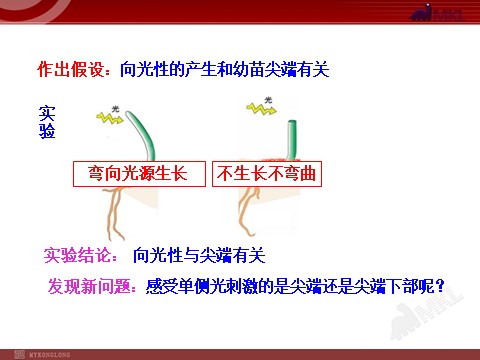 高中生物必修三高中生物PPT授课课件（人教版必修3）3.1植物生长素的发现第5页