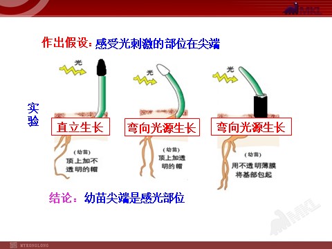 高中生物必修三高中生物PPT授课课件（人教版必修3）3.1植物生长素的发现第6页