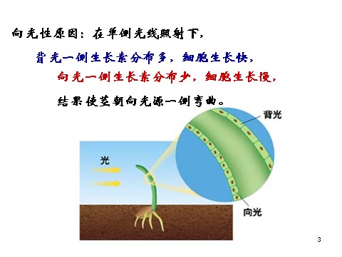 高中生物必修三必修3 稳态与环境3.2生长素的生理作用(28张)第3页