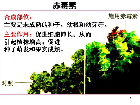 高中生物必修三必修3 稳态与环境3.3其他植物激素(39张)第6页