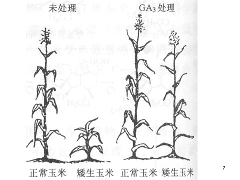 高中生物必修三必修3 稳态与环境3.3其他植物激素(39张)第7页