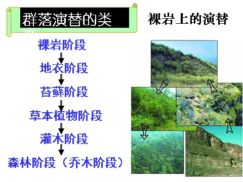 高中生物必修三必修3 稳态与环境4.4 群落的演替（34张）第6页