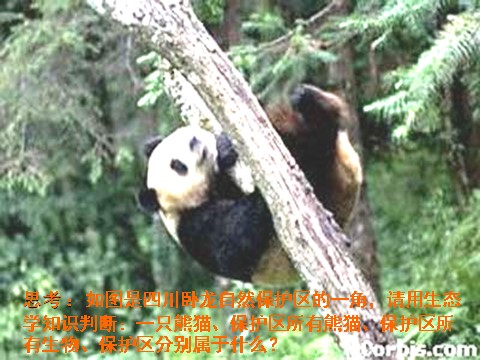 高中生物必修三必修3 稳态与环境5.1生态系统的结构（35张）第2页