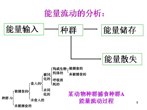 高中生物必修三必修3 稳态与环境5.2生态系统的能量流动（33张）第5页