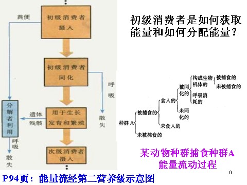 高中生物必修三必修3 稳态与环境5.2生态系统的能量流动（33张）第6页