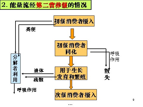 高中生物必修三必修3 稳态与环境5.2生态系统的能量流动（33张）第9页