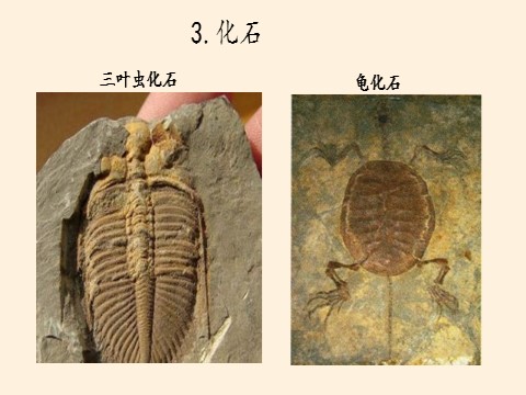 高中地理新版必修一册地球的历史(课件)第10页