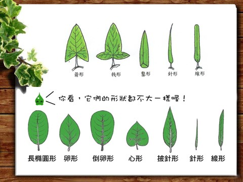 一年级下册美术认识叶子第3页