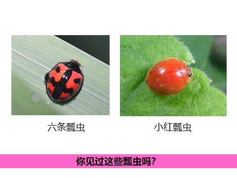 一年级下册美术《瓢虫的花衣裳》教案3第6页