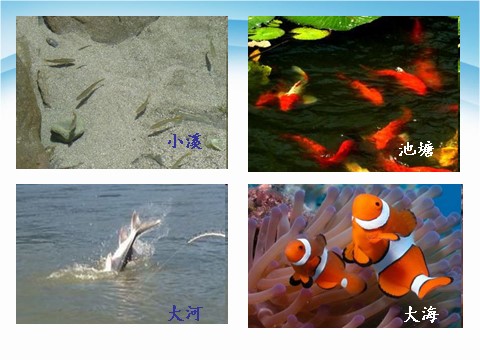 一年级下册科学（教科版）科学优质课2.5观察鱼ppt课件第4页