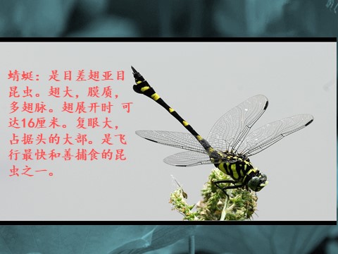 二年级上册美术《蜻蜓飞飞》课件2第2页