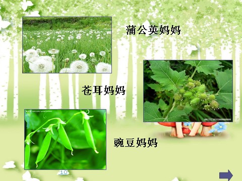 二年级上册语文04.《植物妈妈有办法》课件PPT第9页