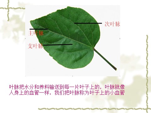 二年级下册美术《叶子上的小“血管”》课件4第8页