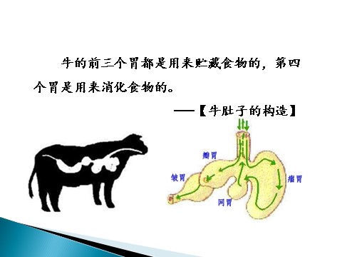 三年级上册语文10.在牛肚子里旅行第7页