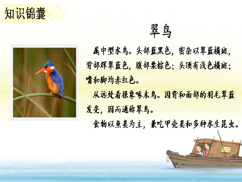 三年级上册语文15 （课堂教学课件）搭船的鸟第5页
