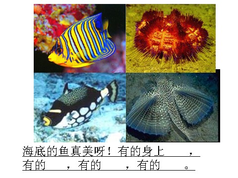 三年级上册语文18 富饶的西沙群岛1第8页