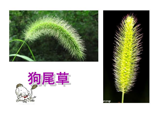 三年级上册科学科学第一单元“植物”《1.3大树和小草》（）第2页