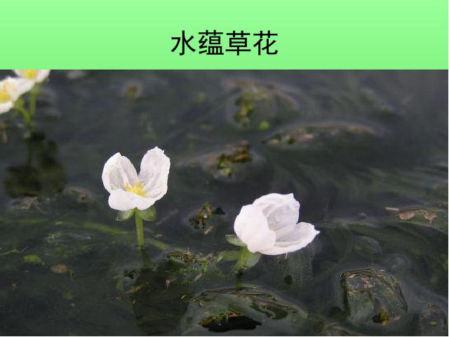 三年级上册科学科学第一单元“植物”《1.4水生植物》（）第10页