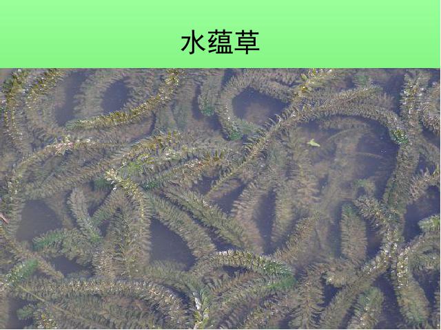 三年级上册科学科学第一单元“植物”《1.4水生植物》（）第9页