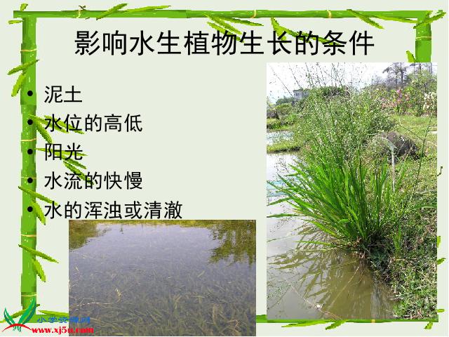 三年级上册科学科学“植物”《1.4水生植物》第10页