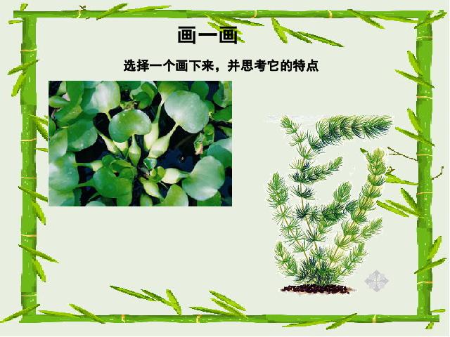 三年级上册科学科学“植物”《1.4水生植物》第5页