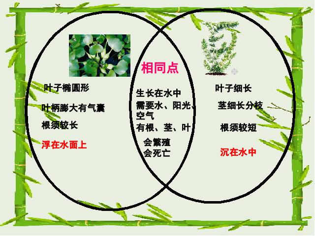 三年级上册科学科学“植物”《1.4水生植物》第6页