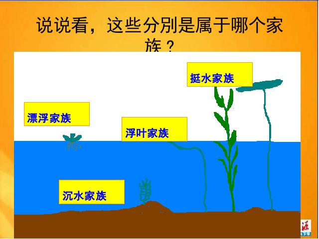 三年级上册科学科学“植物”《1.4水生植物》第4页