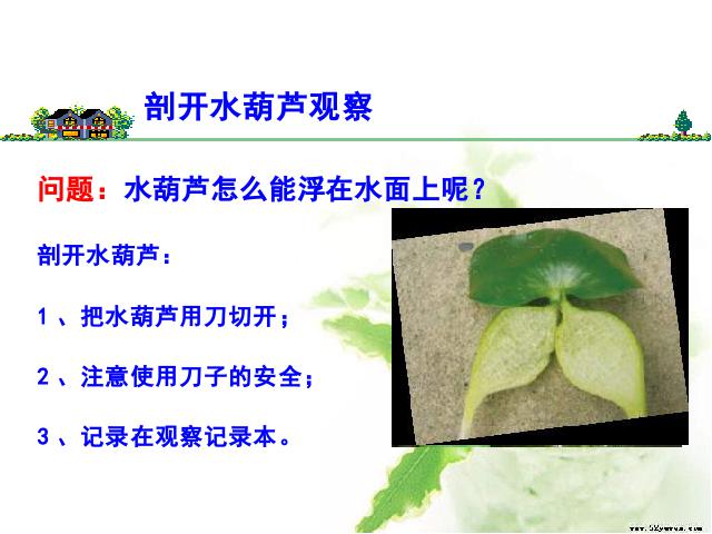 三年级上册科学科学“植物”《1.4水生植物》第7页