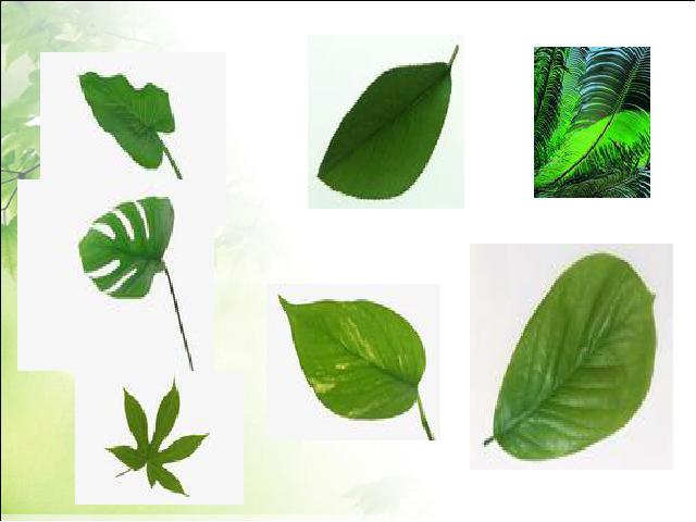 三年级上册科学科学第一单元“植物”《1.5植物的叶》（）第5页