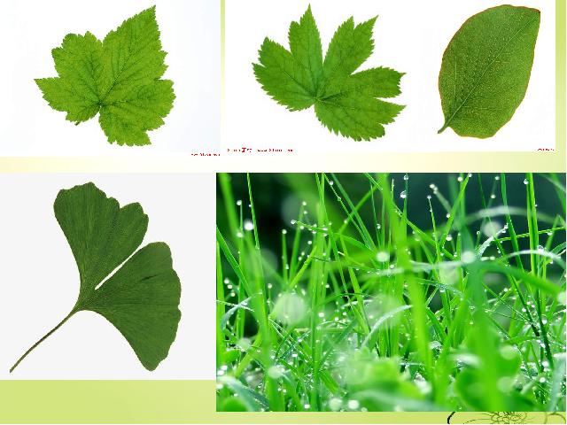 三年级上册科学“植物”《1.5植物的叶》(科学)第8页