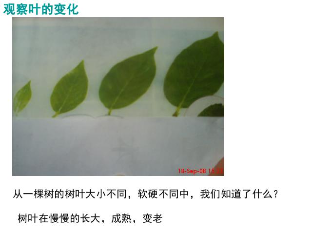 三年级上册科学教科版《1.6植物发生了什么变化》(科学)第3页