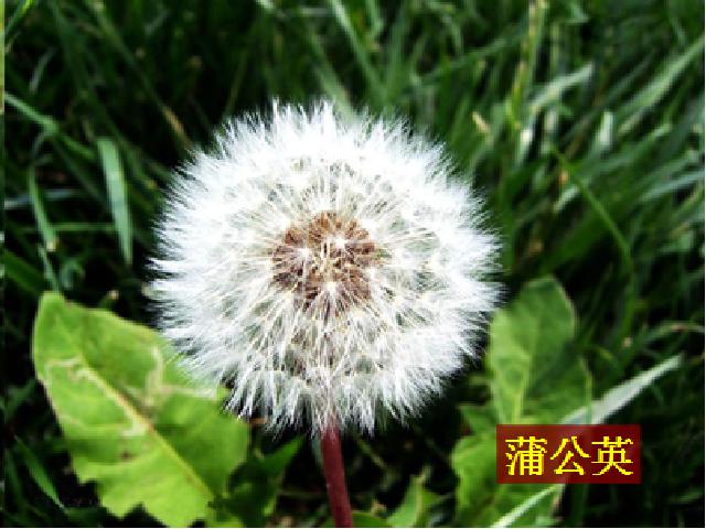 三年级上册科学科学《1.7植物有哪些相同点》第3页