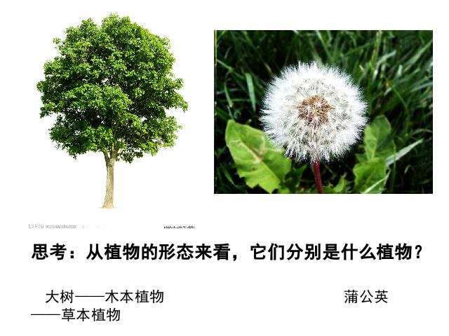 三年级上册科学科学《1.7植物有哪些相同点》第7页