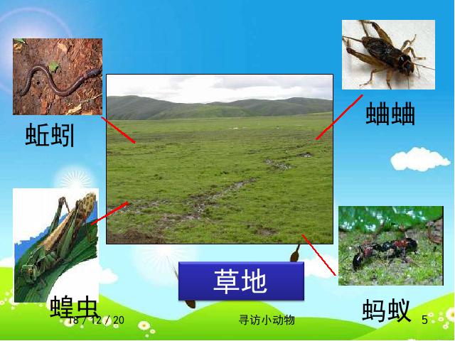 三年级上册科学科学《2.1寻访小动物》第5页