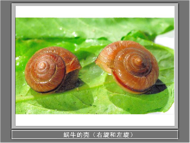 三年级上册科学《2.2蜗牛（一）》(科学)第7页
