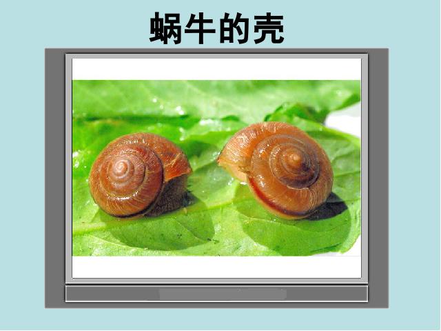 三年级上册科学科学《2.2蜗牛（一）》(教科版)第4页
