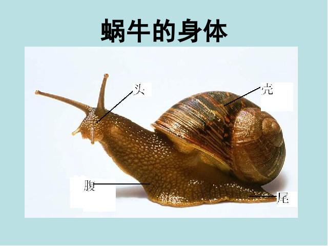 三年级上册科学科学《2.2蜗牛（一）》(教科版)第5页