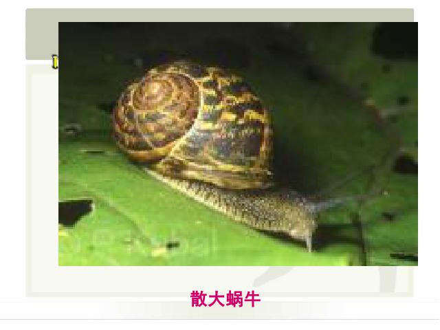 三年级上册科学科学第二单元“动物”《2.2蜗牛（一）》（）第6页