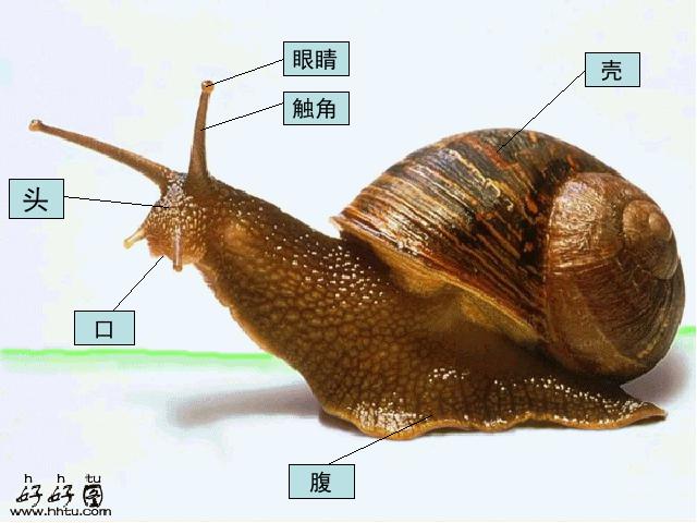 三年级上册科学《2.2蜗牛（一）》(科学教科版)第9页