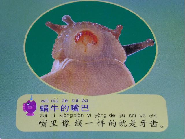 三年级上册科学《2.3蜗牛（二）》(科学)第10页