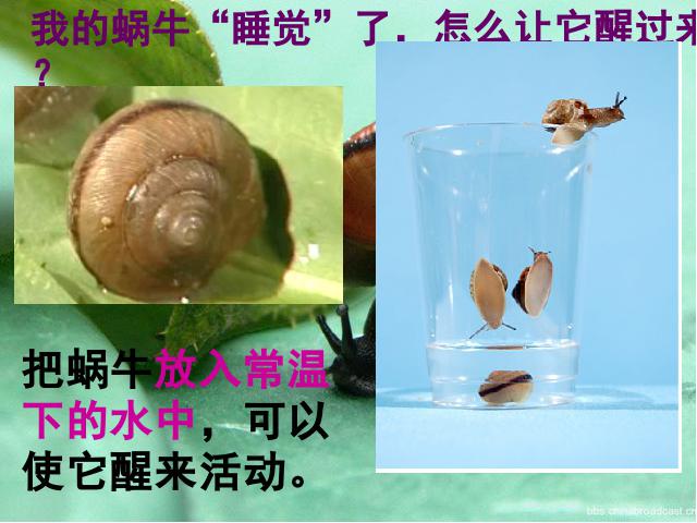 三年级上册科学科学《2.3蜗牛（二）》(教科版)第3页