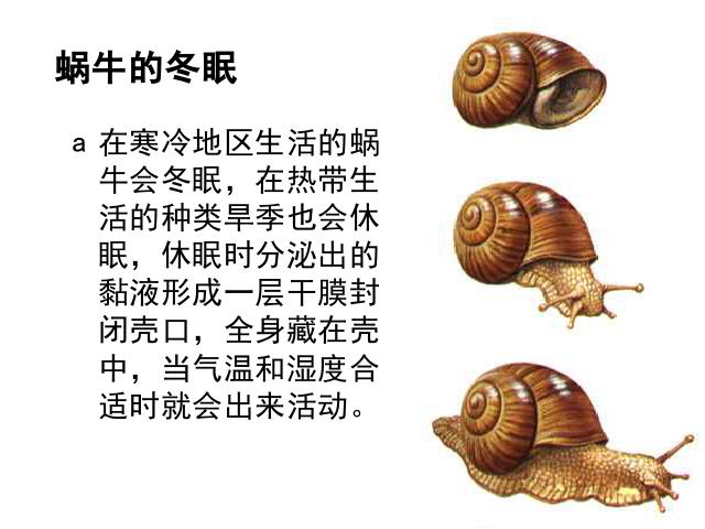 三年级上册科学科学《2.3蜗牛（二）》第5页