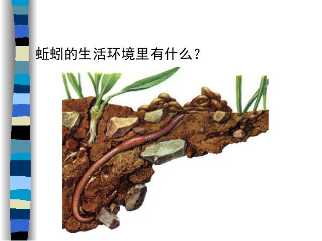 三年级上册科学科学第二单元“动物”《2.4蚯蚓》第6页