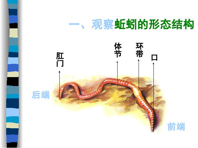 三年级上册科学科学第二单元“动物”《2.4蚯蚓》（）第4页