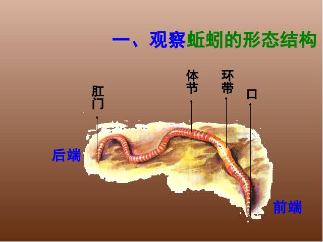 三年级上册科学第二单元“动物”《2.4蚯蚓》(科学)第4页